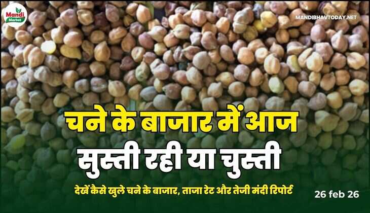 चने के बाजार में आज सुस्ती रही या चुस्ती | देखें कैसे खुले चने के बाजार, ताजा रेट और तेजी मंदी रिपोर्ट