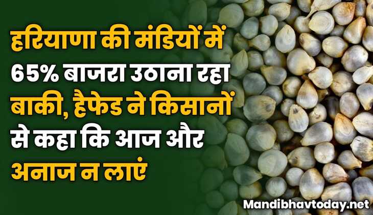 हरियाणा की मंडियों में 65% बाजरा उठाना रहा बाकी, हैफेड ने किसानों से कहा कि आज और अनाज न लाएं