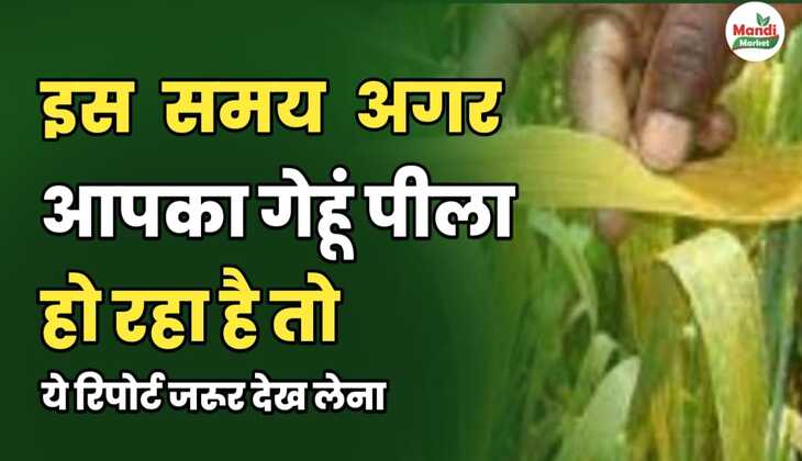 इस समय अगर आपका गेहूं पीला हो रहा है तो ये रिपोर्ट जरूर देख लेना