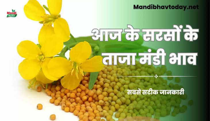आज सरसों के बाजार में क्या हुआ | जाने इस रिपोर्ट में Sarso Live Rate Today 06 july 2023 
