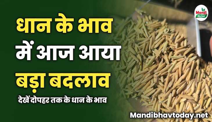 धान के भाव में आज आया बड़ा बदलाव | देखें दोपहर तक के धान के भाव