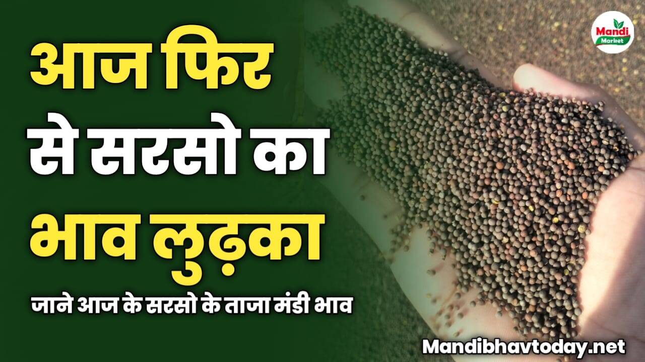 आज फिर से सरसो का भाव लुढ़का | जाने आज के सरसो के ताजा मंडी भाव