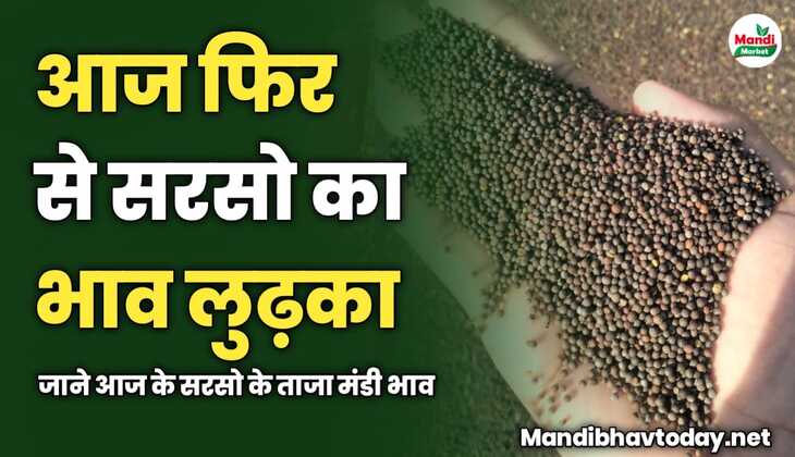 आज फिर से सरसो का भाव लुढ़का | जाने आज के सरसो के ताजा मंडी भाव 