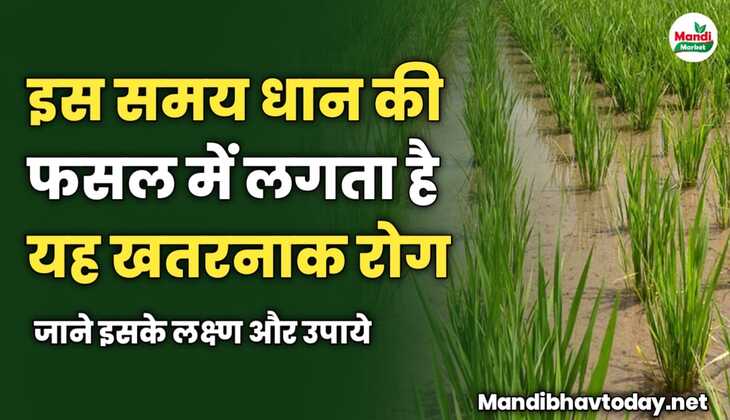 इस समय धान की फसल में लगता है यह खतरनाक रोग | जाने इसके लक्ष्ण और उपाये 