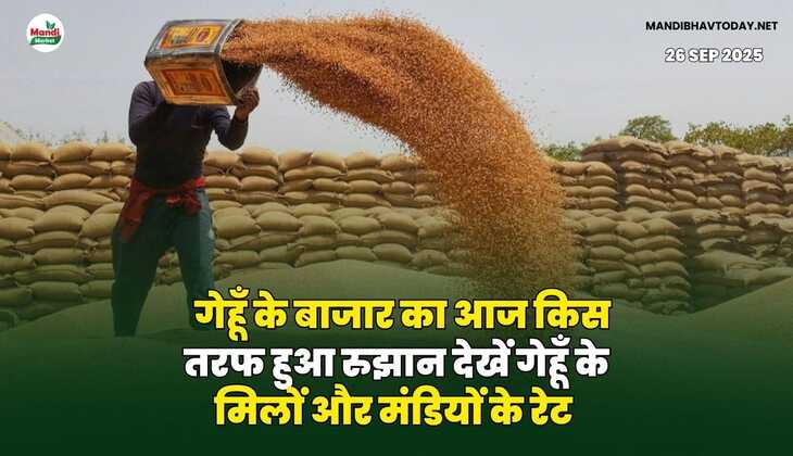 गेहूँ के बाजार का आज किस तरफ हुआ रुझान | देखें गेहूँ के मिलों और मंडियों के रेट