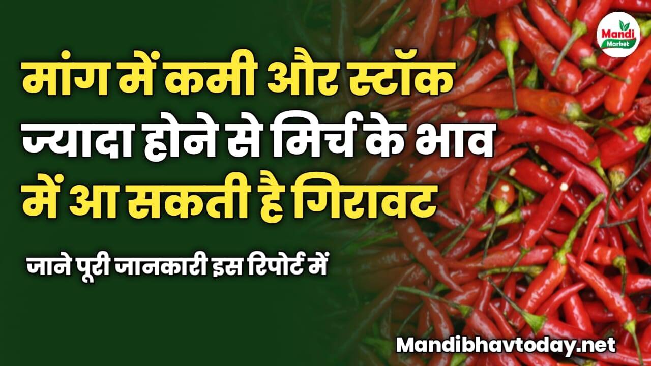 मांग में कमी और ज्यादा स्टॉक होने के कारण मिर्च की कीमतों में आ सकती है गिरावट | जाने पूरी जानकारी इस रिपोर्ट में