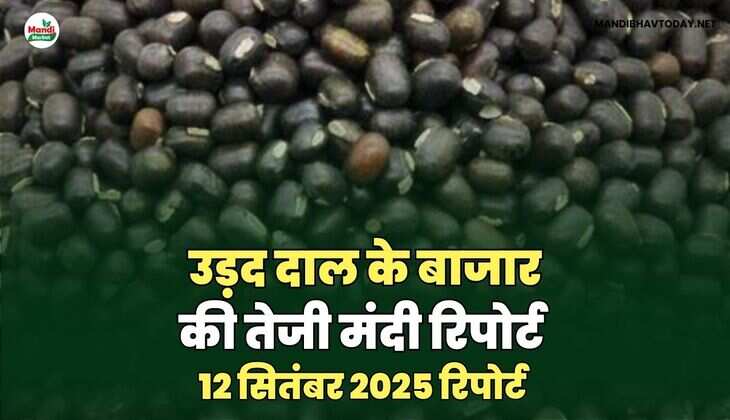 उड़द दाल की तेजी मंदी रिपोर्ट -12  Sep 2025