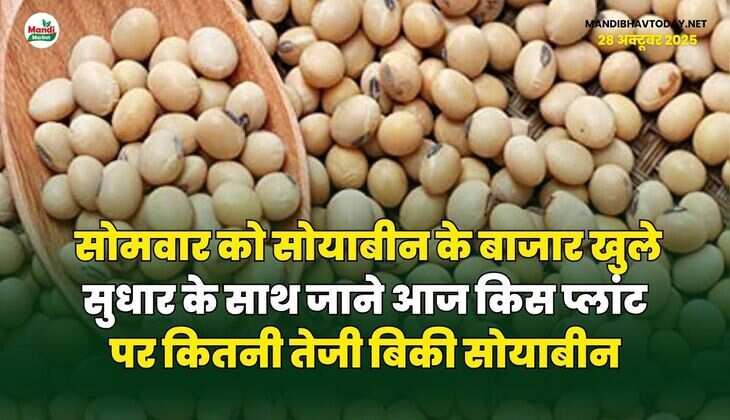 सोयाबीन के बाजार में दौड़ रहा तेजी का घोड़ा | लगातार तीसरे दिन तेज हुआ बाजार