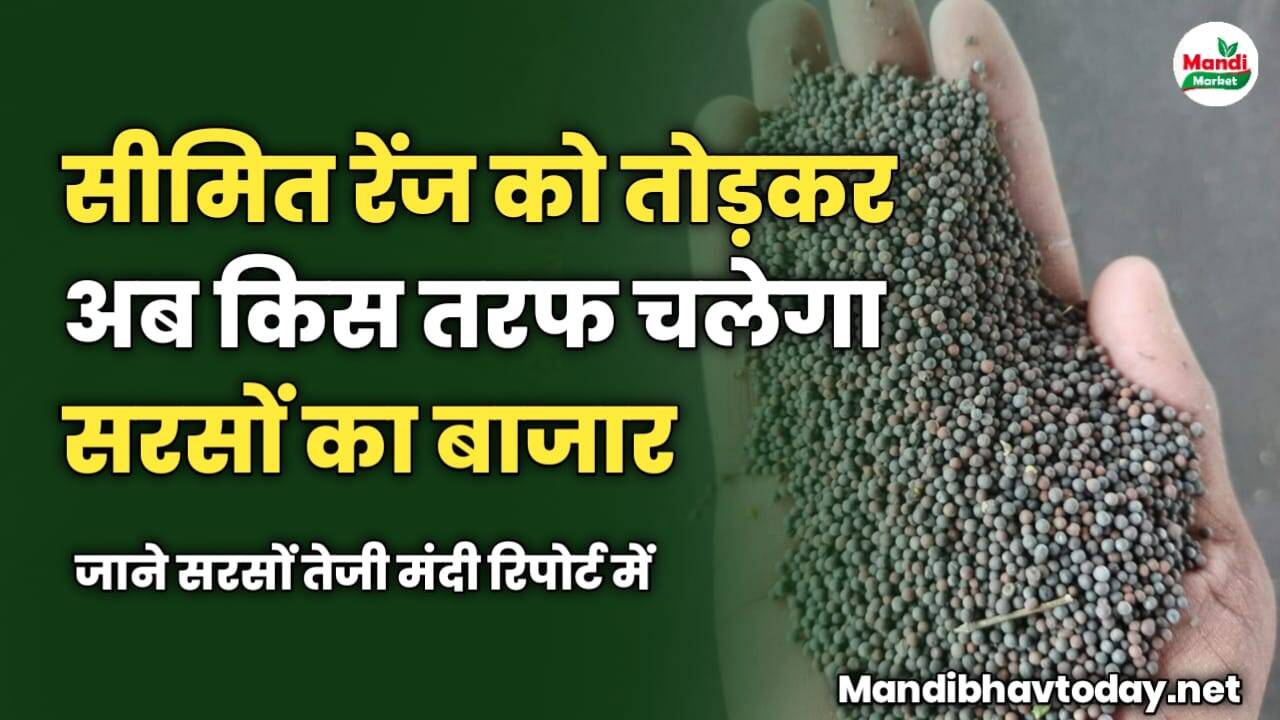 सीमित रेंज को तोड़कर अब किस तरफ चलेगा सरसों का बाजार | जाने सरसों तेजी मंदी रिपोर्ट में