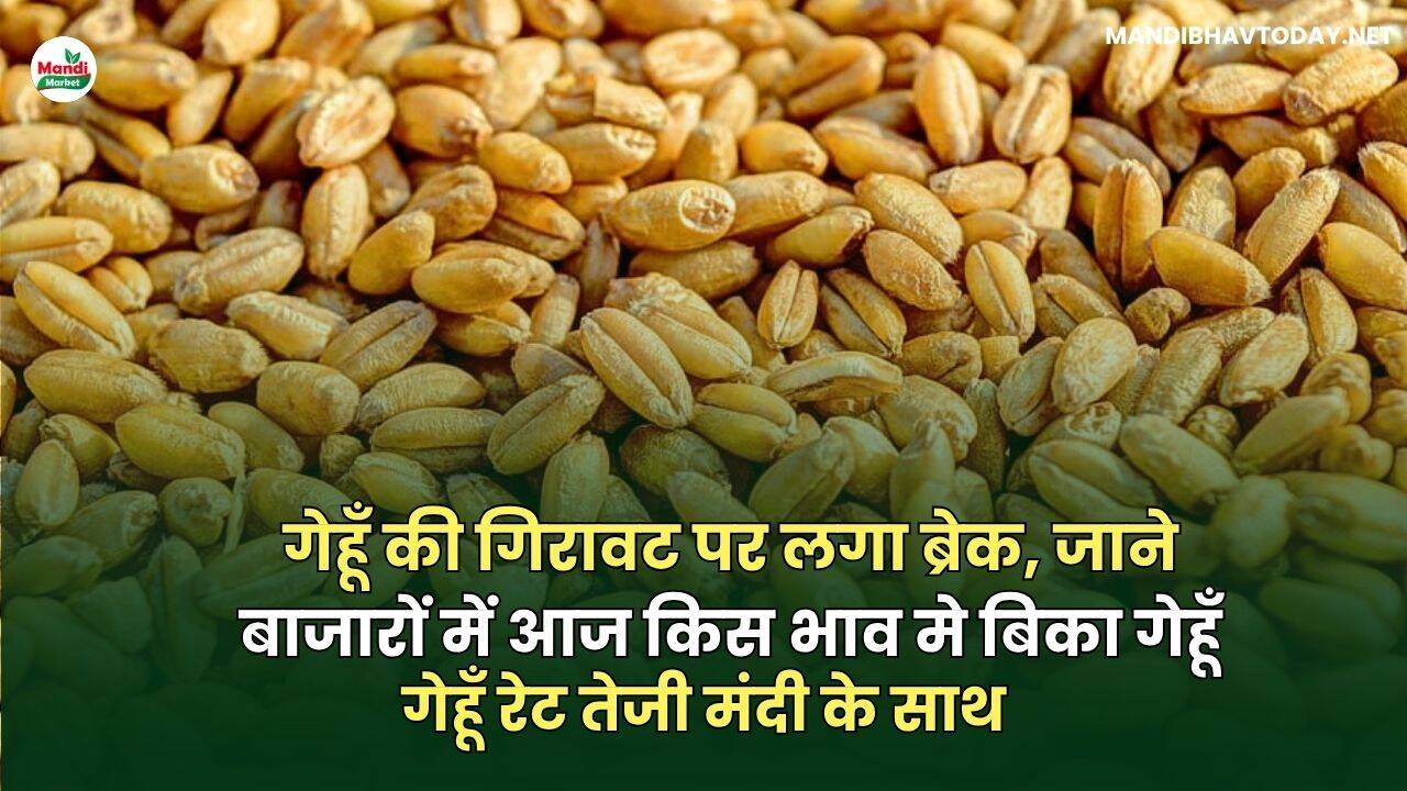 गेहू भाव