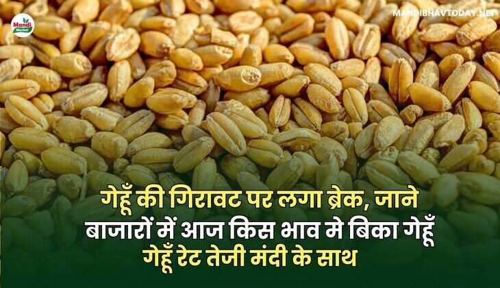 गेहू भाव 