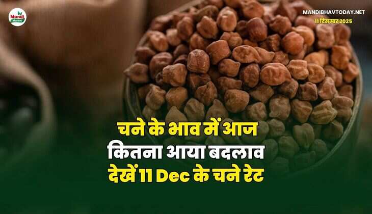 चने के भाव में आज कितना आया बदलाव | देखें 11 Dec के चने रेट