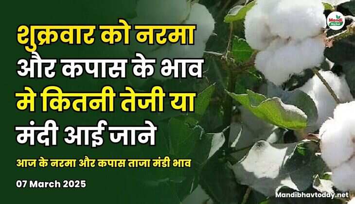 शुक्रवार को नरमा और कपास के भाव मे कितनी तेजी या मंदी आई जाने | आज के नरमा और कपास ताजा मंडी भाव 07 March 2025 