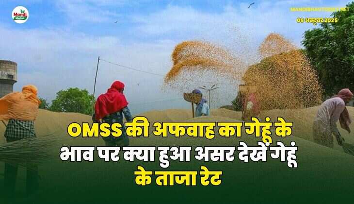 OMSS की अफवाह का गेहूं के भाव पर क्या हुआ असर देखें गेहूं के ताजा रेट