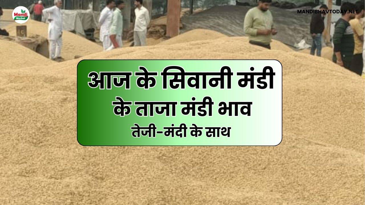 siwani mandi ke bhav 13 May 25 