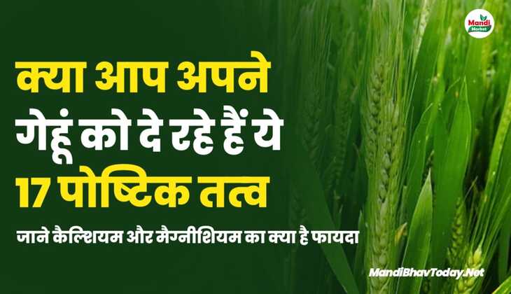 क्या आप अपने गेहूं को दे रहे हैं ये 17 पोष्टिक तत्व | जाने कैल्शियम और मैग्नीशियम का क्या है फायदा