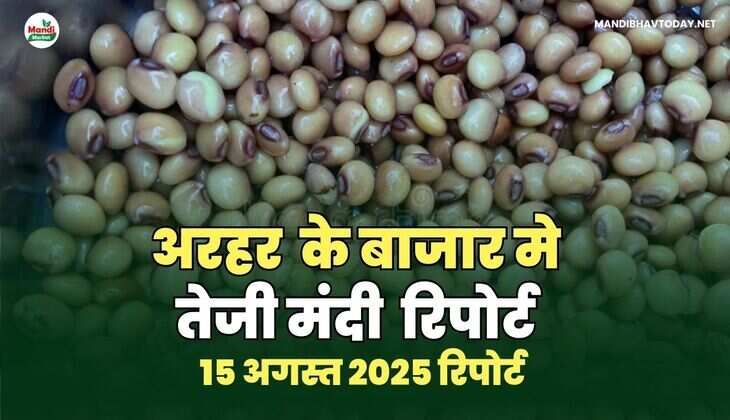 अरहर /तुवर  दाल तेजी मंदी रिपोर्ट -15  AUG 2025
