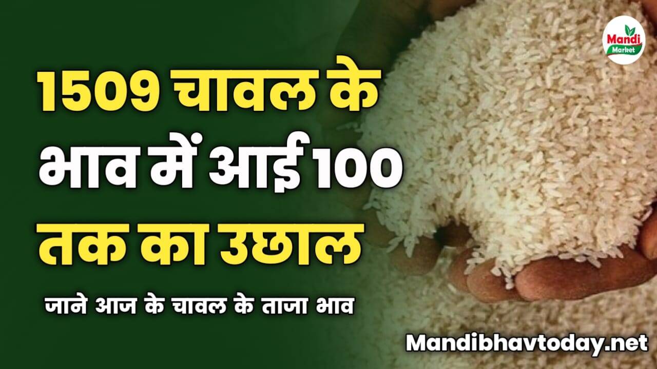 1509 चावल के भाव में आई 100 रुपए तक का उछाल | जाने आज के चावल के ताजा भाव