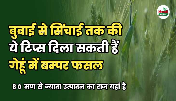 गेहूं का बम्पर उत्पादन चहिए तो अभी से अपना लो बुवाई से सिंचाई तक की ये जरूरी टिप्स