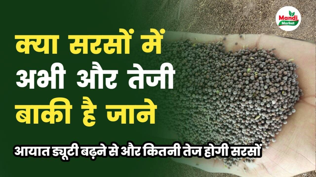 mustard me teji kab ayegi