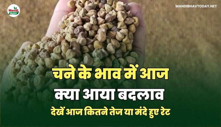चने के भाव में आज क्या आया बदलाव | देखें आज कितने तेज या मंदे हुए रेट