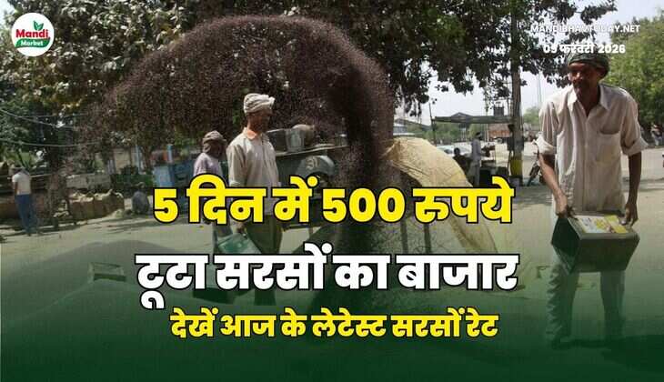 5 दिन में 500 रुपये टूटा सरसों का बाजार | देखें आज के लेटेस्ट सरसों रेट