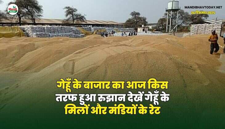 गेहूँ के बाजार का आज किस तरफ हुआ रुझान | देखें गेहूँ के मिलों और मंडियों के रेट