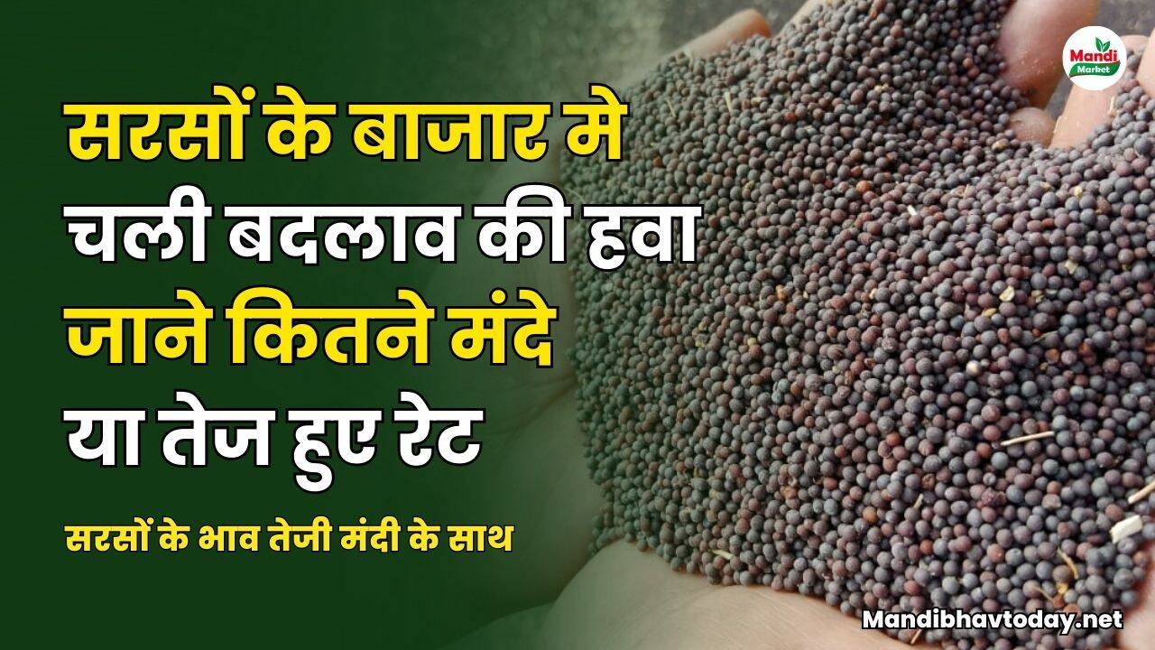 सरसों के बाजार मे चली बदलाव की हवा | जाने कितने मंदे या तेज हुए रेट | सरसों के भाव तेजी मंदी के साथ