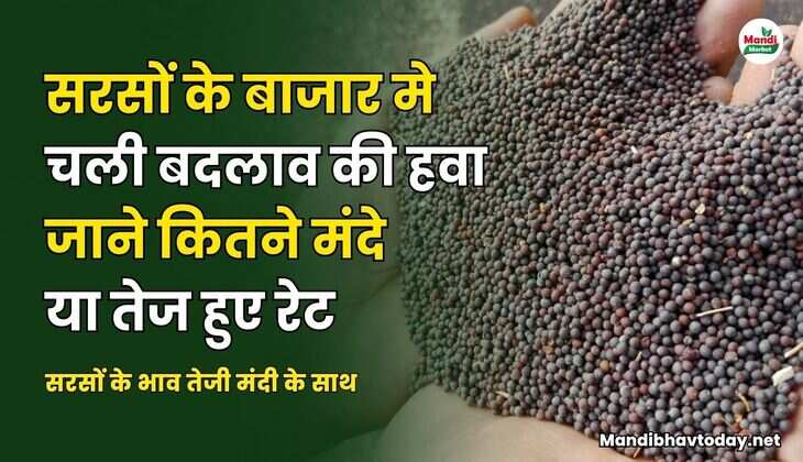 सरसों के बाजार मे चली बदलाव की हवा | जाने कितने मंदे या तेज हुए रेट | सरसों के भाव तेजी मंदी के साथ