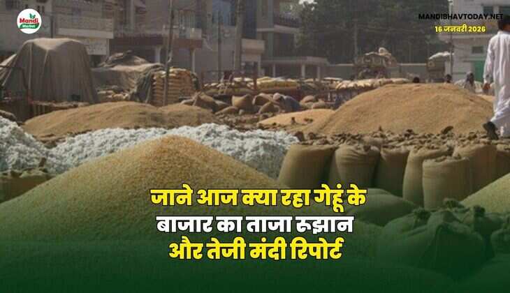 जाने आज क्या रहा गेहूं के बाजार का ताजा रूझान और तेजी मंदी रिपोर्ट