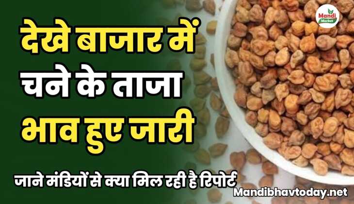 देखे बाजार में चने के ताजा भाव हुए जारी | जाने मंडियों से क्या मिल रही है रिपोर्ट&nbsp;chane ke taja mandi bhav 5 february 2025