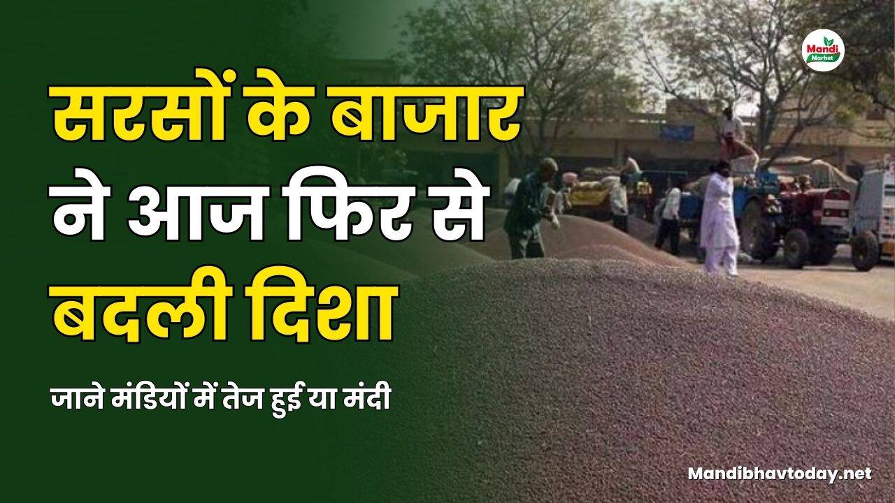 सरसों के बाजार ने फिर से बदली दिशा | जाने मंडियों में तेज हुई या मंदी