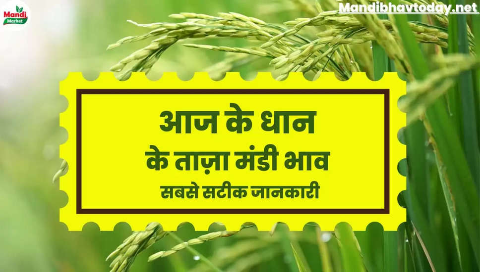 बासमती धान और चावल के ताजा भाव | Basmati Paddy And Rice Rate Today 15 March 2023