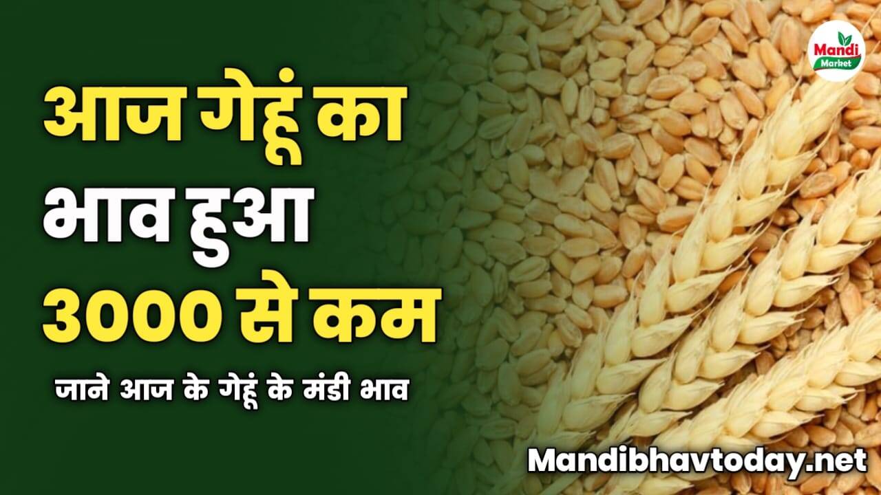 आज गेहूं का भाव हुआ 3000 से कम | जाने आज के गेहूं के मंडी भाव
