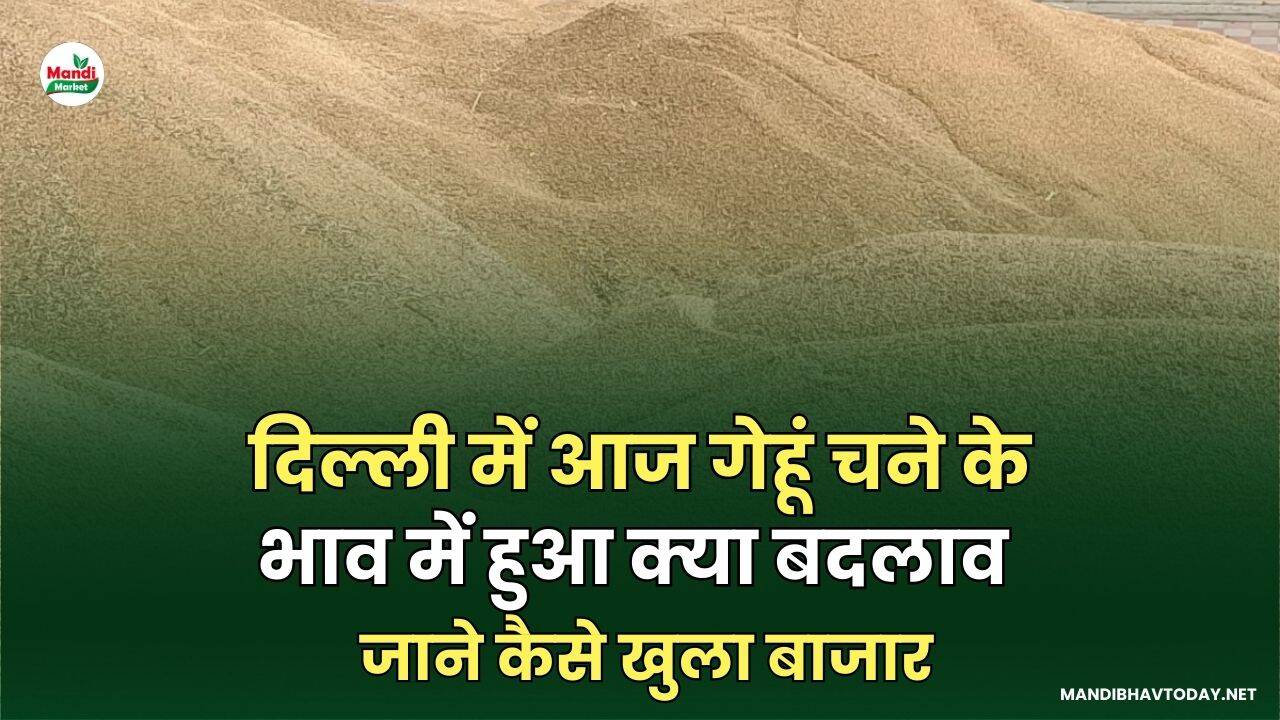 दिल्ली में आज गेहूं चने के भाव में हुआ क्या बदलाव | जाने कैसे खुला बाजार