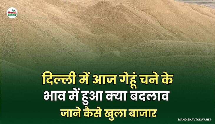 दिल्ली में आज गेहूं चने के भाव में हुआ क्या बदलाव | जाने कैसे खुला बाजार