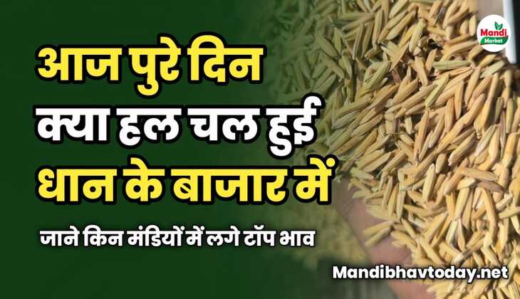 आज पुरे दिन क्या हल चल हुई बासमती के बाजार में | जाने किन मंडियों में लगे टॉप भाव 