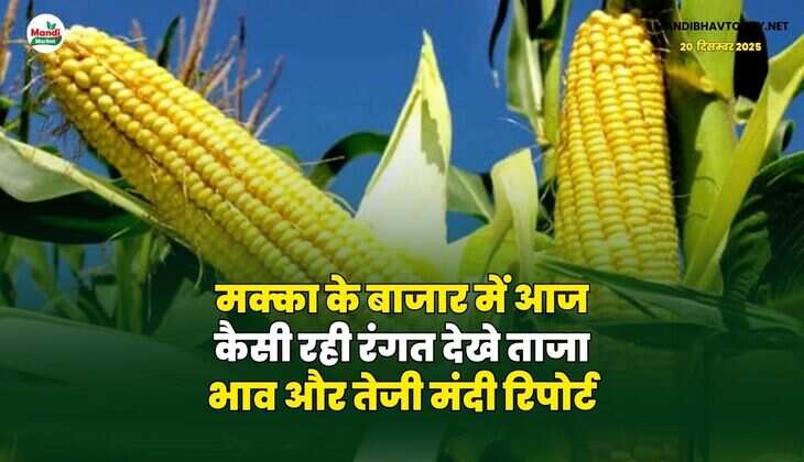 मक्का के बाजार में आज कैसी रही रंगत | देखे ताजा भाव और तेजी मंदी रिपोर्ट