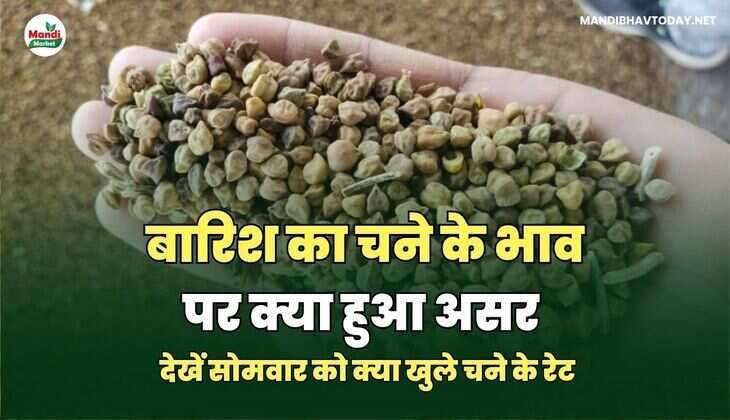 बारिश का चने के भाव पर क्या हुआ असर | देखें सोमवार को क्या खुले चने के रेट