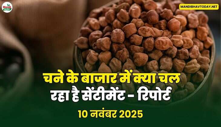 चने के बाजार में क्या चल रहा है सेंटीमेंट - रिपोर्ट