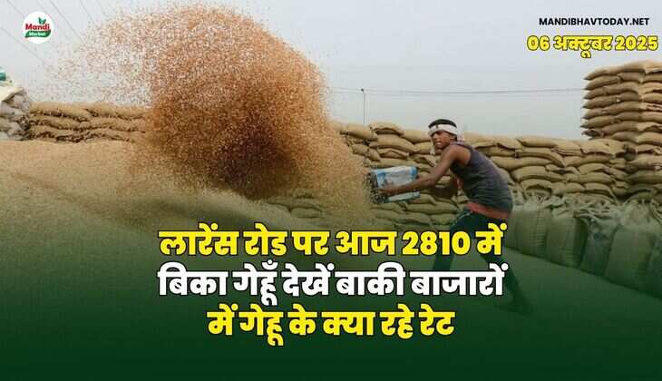 लारेंस रोड पर आज 2810 में बिका गेहूँ | देखें बाकी बाजारों में गेहू के क्या रहे रेट