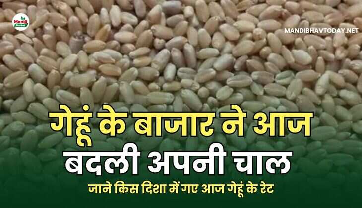 गेहूं के बाजार ने आज बदली अपनी चाल | जाने किस दिशा में गए आज गेहूं के रेट