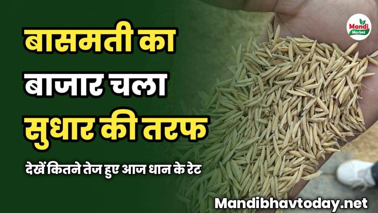 बासमती का बाजार चला सुधार की तरफ | देखें कितने तेज हुए आज धान के रेट