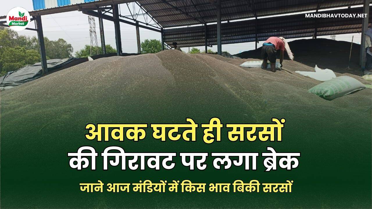जाने आज मंडियों में किस भाव बिकी सरसों