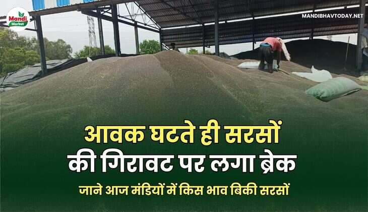 जाने आज मंडियों में किस भाव बिकी सरसों