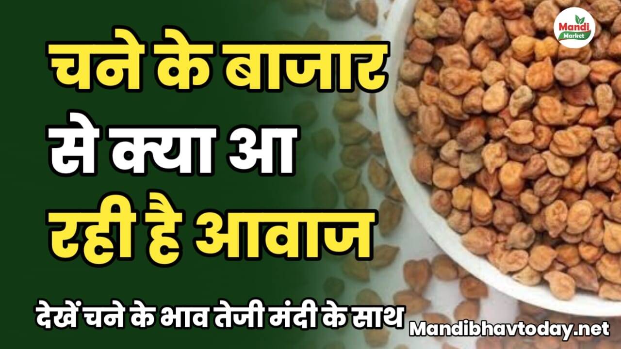 चने के बाजार से क्या आ रही है आवाज | देखें चने के भाव तेजी मंदी के साथ chane ke taja mandi bhav 15 february 2025