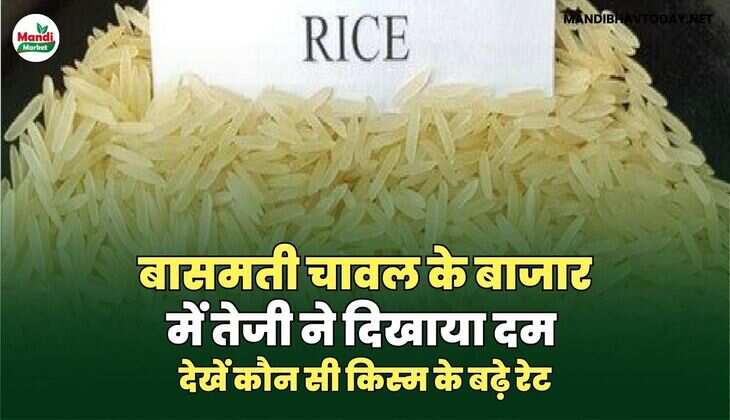 बासमती चावल के बाजार में तेजी ने दिखाया दम | देखें कौन सी किस्म के बढ़े रेट
