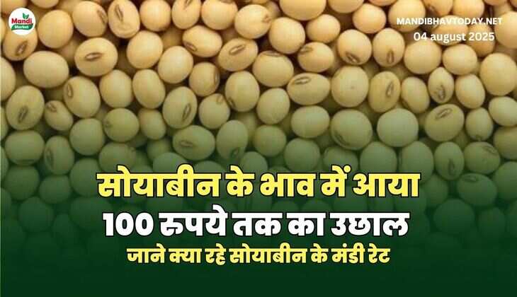 सोयाबीन के भाव में आया 100 रुपये तक का उछाल | जाने क्या रहे सोयाबीन के मंडी रेट
