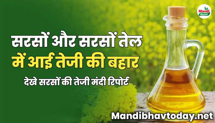 सरसो और सरसो तेल में आई तेजी की बहार | देखे सरसो की तेजी मंदी रिपोर्ट 