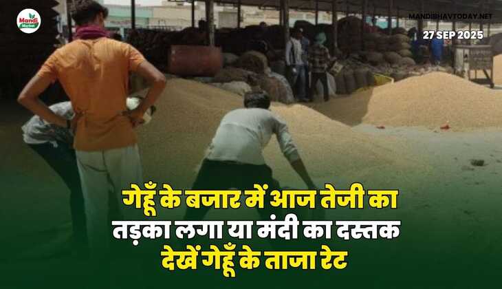 गेहूँ के बजार में आज तेजी का तड़का लगा या मंदी का दस्तक | देखें गेहूँ के ताजा रेट